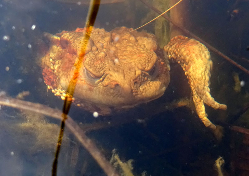 Bufo bufo - Bufonidae